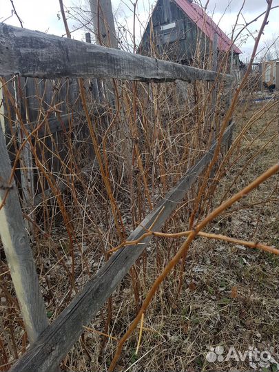 Саженцы малины с доставкой по городу бесплатно