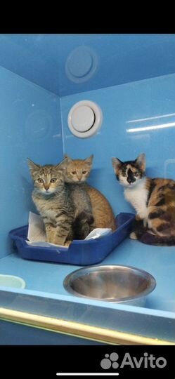 Котята с прививками, здоровы. Котята со справкой