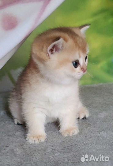 Британская золотая шиншилла