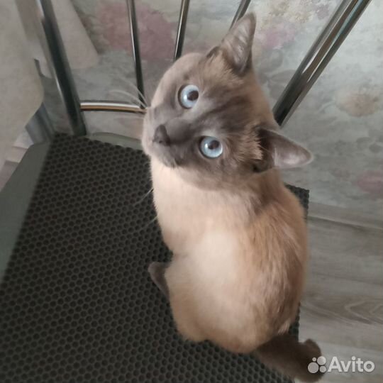 Милый котик