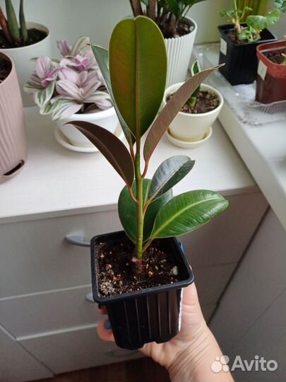 Фикус эластика Мелани