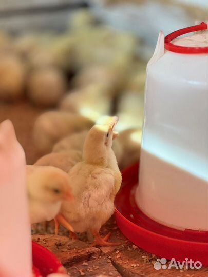 Цыпленок Бройлер (кобб 500) 7дн