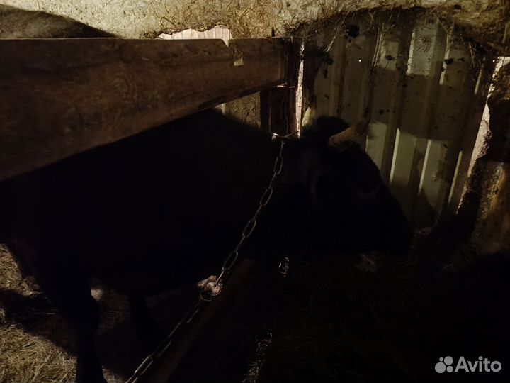 Корова дойная