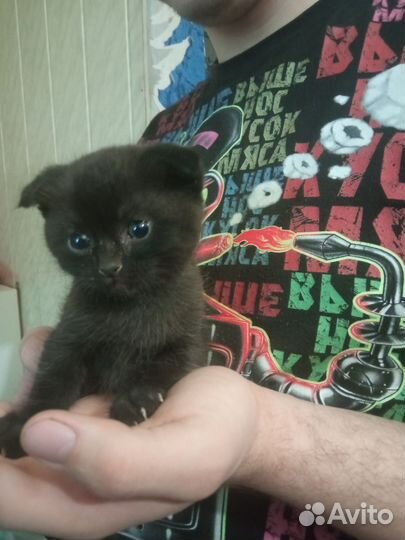 Шотландская вислоухая кошка бесплатно