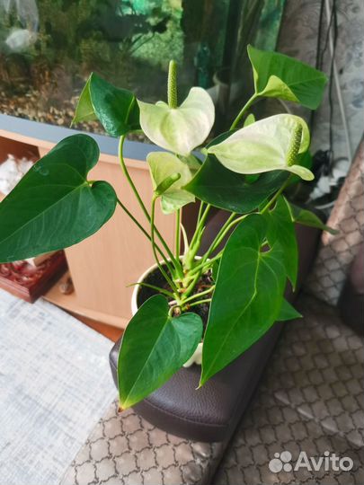 Антуриум намора