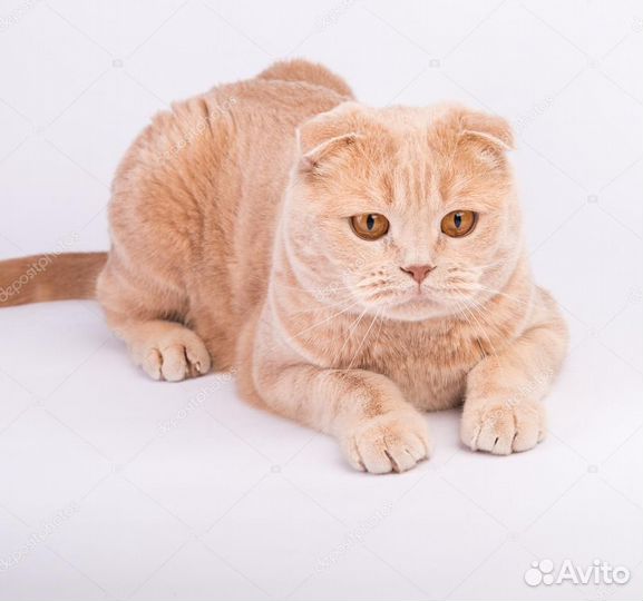 Шотландский кот вязка