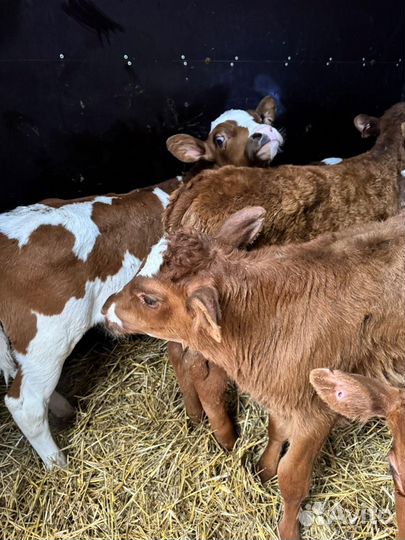 Ом Телята бычки на откорм и племя