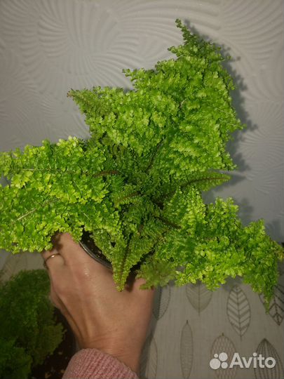 Папоротник комнатный