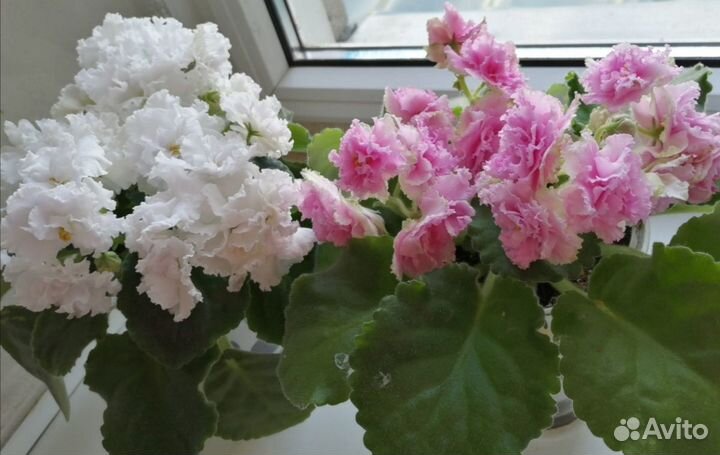 Сортовые фиалки(мини,стандарты)