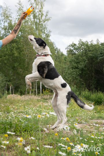 Малыш ищет дом