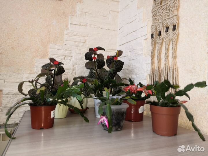 Цветы Декабрист и Эписция