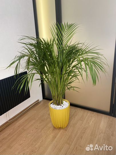 Сочная пальма дипсис 120 см. в кашпо или без