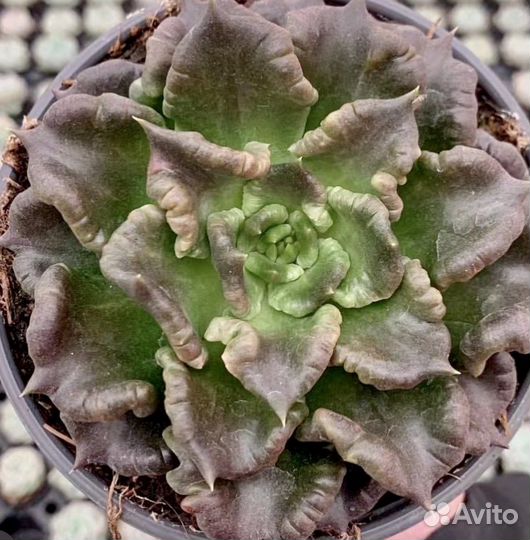 Echeveria Super Bowl