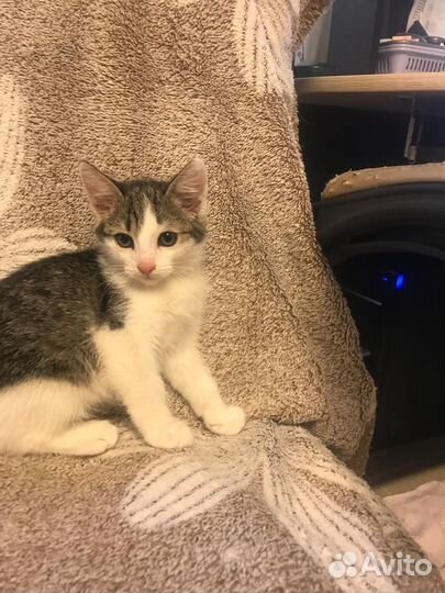 Кошка