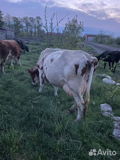 Корова дойная