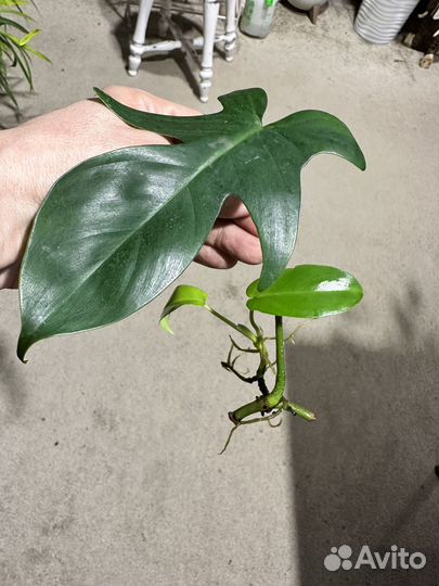 Филодендрон маска