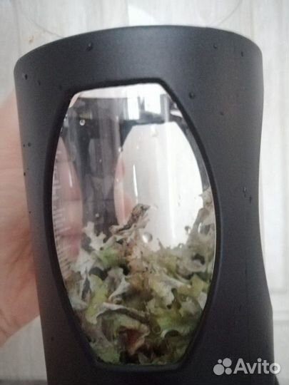 Исландский мох (Мох Оленьи рога )