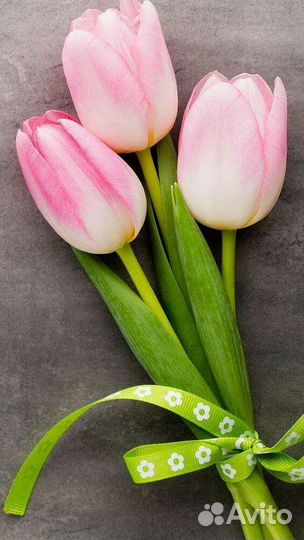 Тюльпаны к 8 марта
