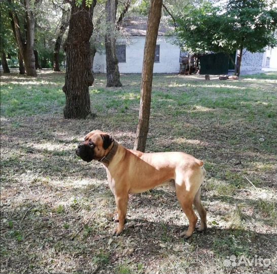 Вязка Бульмастиф