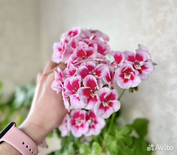 Пеларгонии сортовые