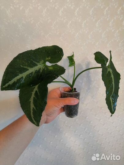 Эпипремнум, сциндапсус, сингониумы