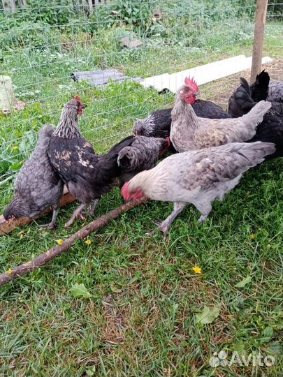 Петухи породы Маран в Пижанке