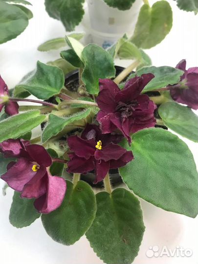 Фиалки цветущие