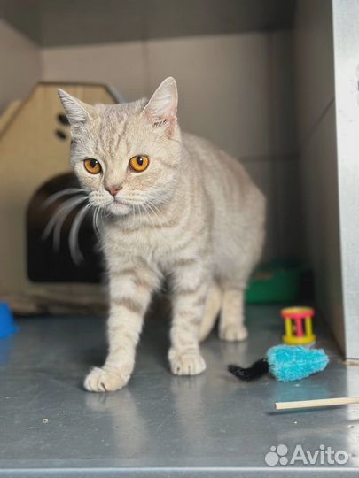 Кошечка в добрые руки