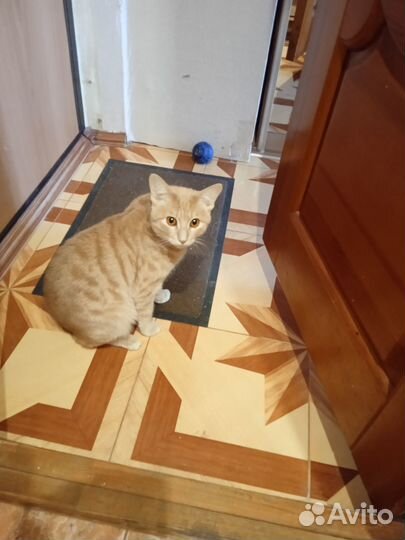 Домашние животные кошки