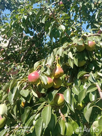 Продаю груши