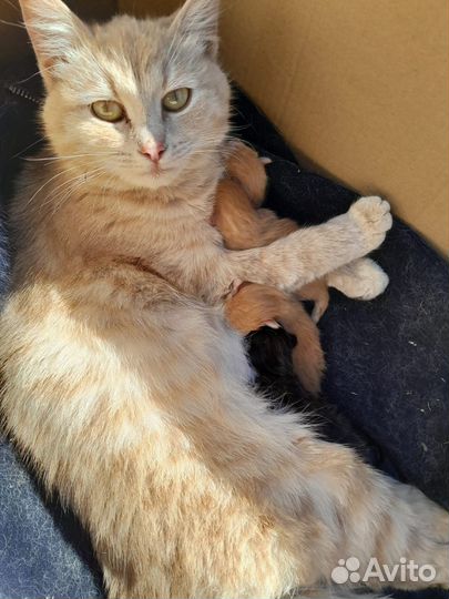 Котята в добрые руки