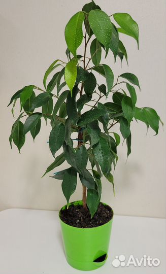 Фикус бенджамина