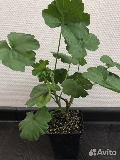 Пеларгония герань