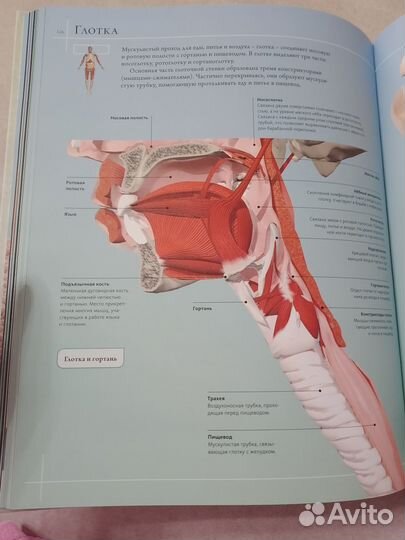 Анатомия человека 360. Иллюстрированный атлас