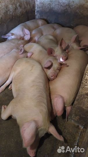 Мясо свинины