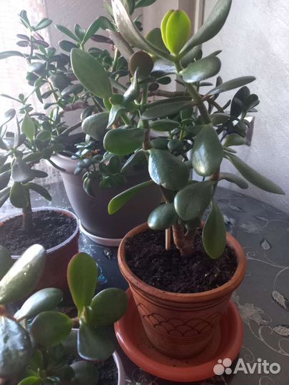 Толстянка Денежное дерево