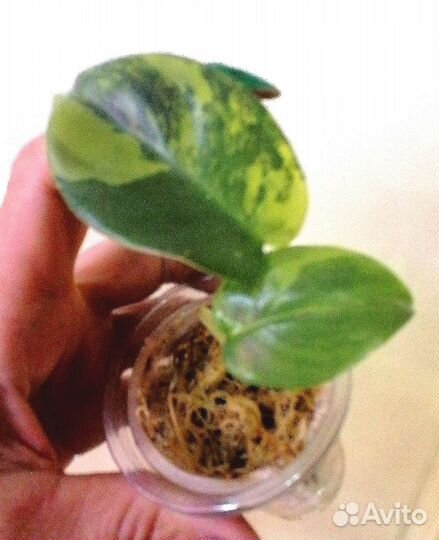 Филодендрон виоллин голубой жёлтый вар и другие