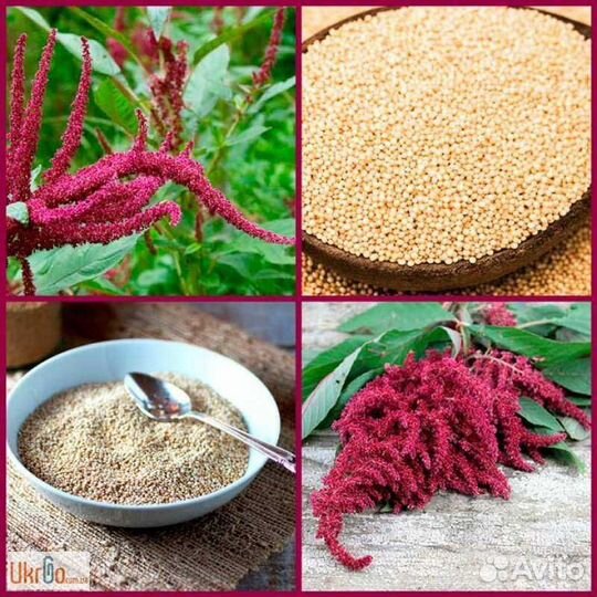 Семена Амаранта