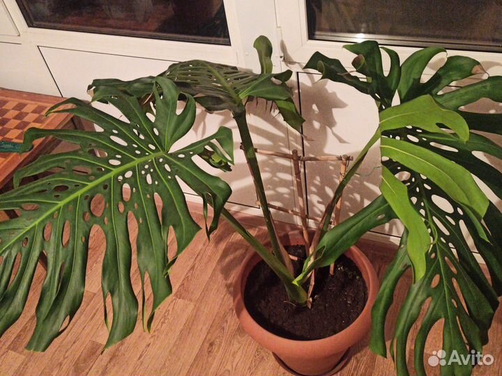 Комнатные цветы