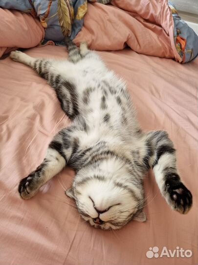 Шотландская кошка
