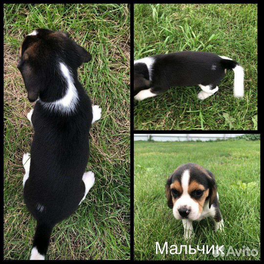 Щенки бигль