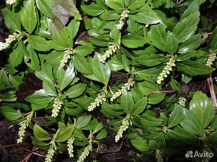 Многолетние цветы 2