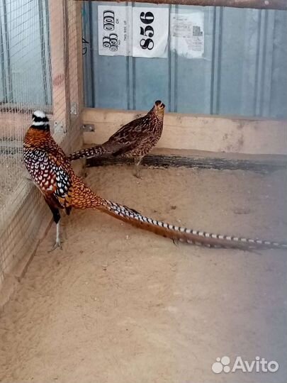 Инкубационное яйцо фазана