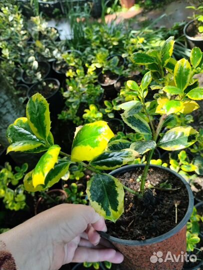 Падуб остролистный