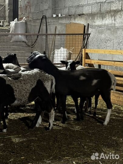 Овцы ягнята дорпер