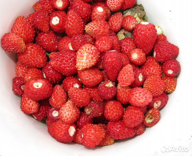 Продам саженцы земляники ремонтантной