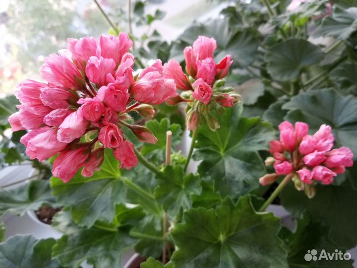 Пеларгония сортовая Marie Louise