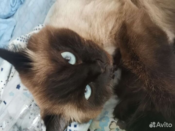 Кошка в добрые руки невская маскарадная