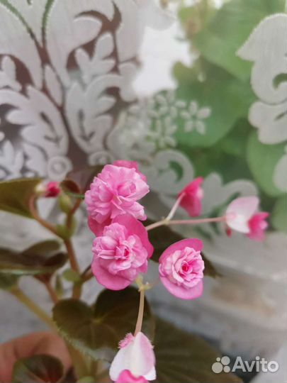 Бегония розовая с бесплатной доставкой