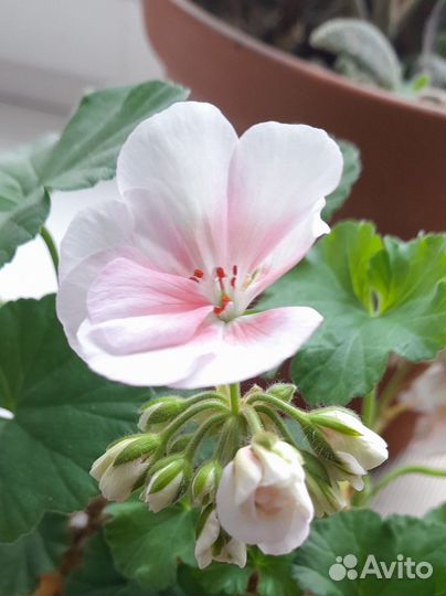 Пеларгония герань